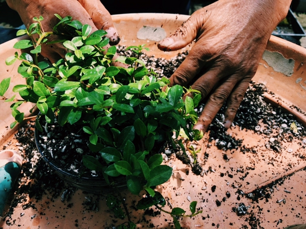 f:id:hynm_plant_soil:20181230230120j:plain f:id:hynm_plant_soil:20181230230120j:plain