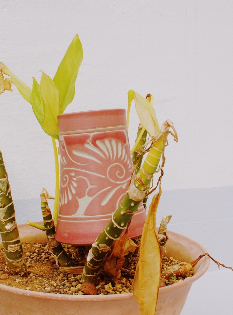 f:id:hynm_plant_soil:20190202171235j:plain