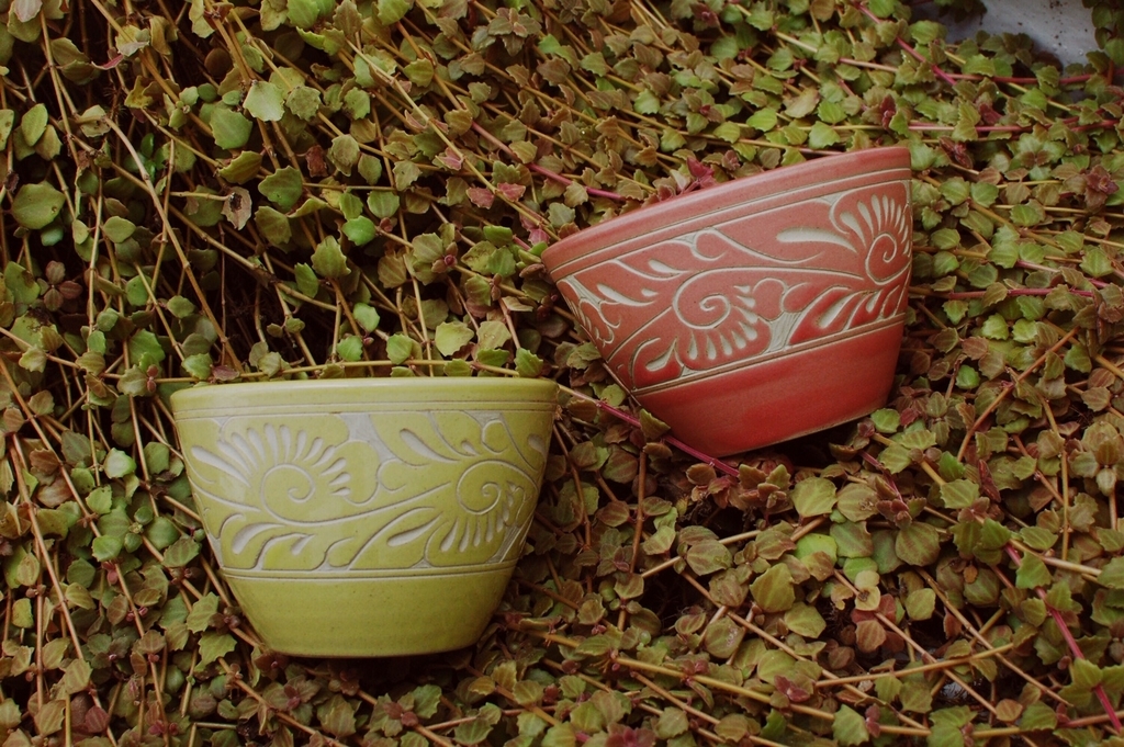 f:id:hynm_plant_soil:20190202183750j:plain