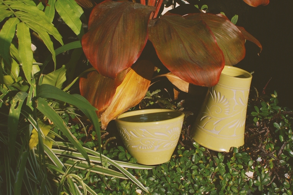 f:id:hynm_plant_soil:20190202184037j:plain