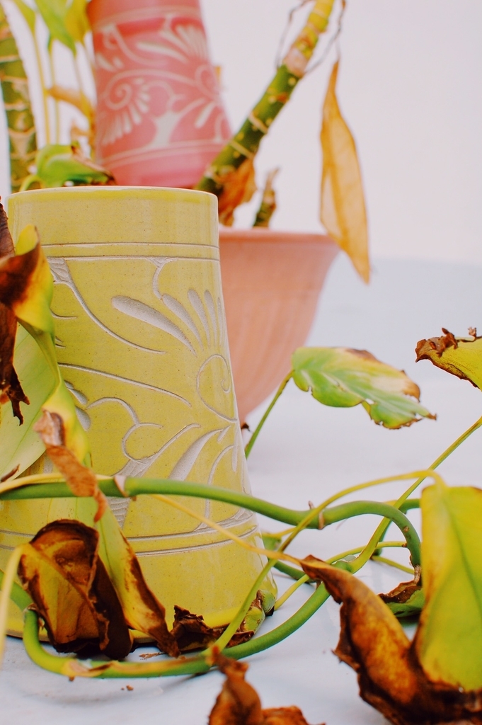 f:id:hynm_plant_soil:20190202201636j:plain