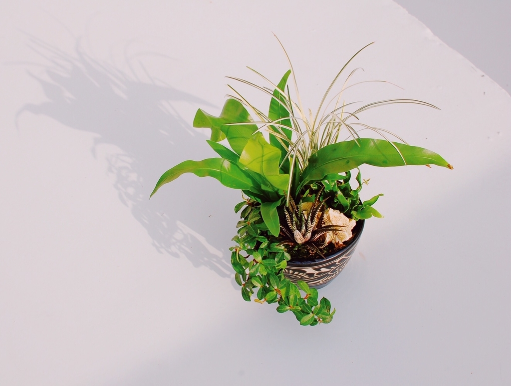 f:id:hynm_plant_soil:20190208172401j:plain