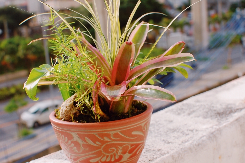 f:id:hynm_plant_soil:20190208173250j:plain