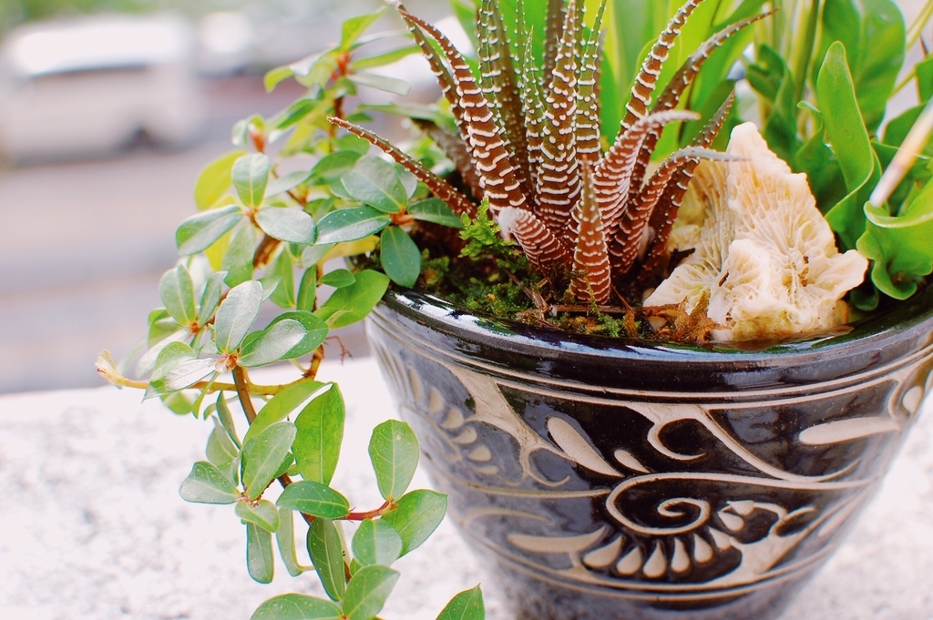 f:id:hynm_plant_soil:20190208175128j:plain