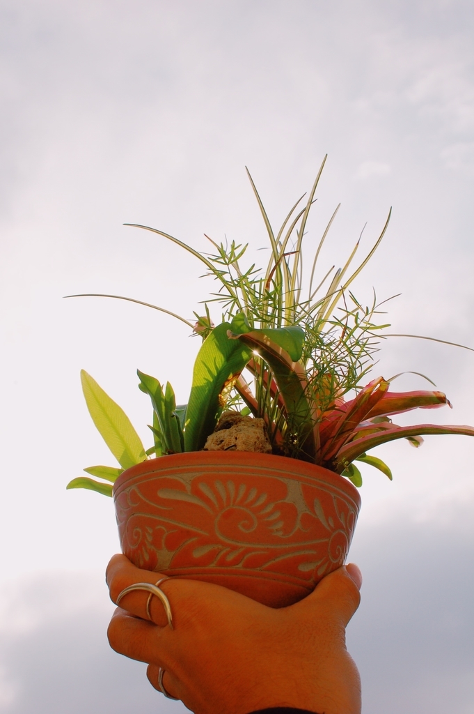 f:id:hynm_plant_soil:20190208175203j:plain