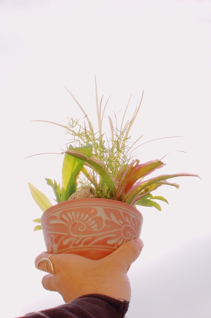 f:id:hynm_plant_soil:20190208180352j:plain