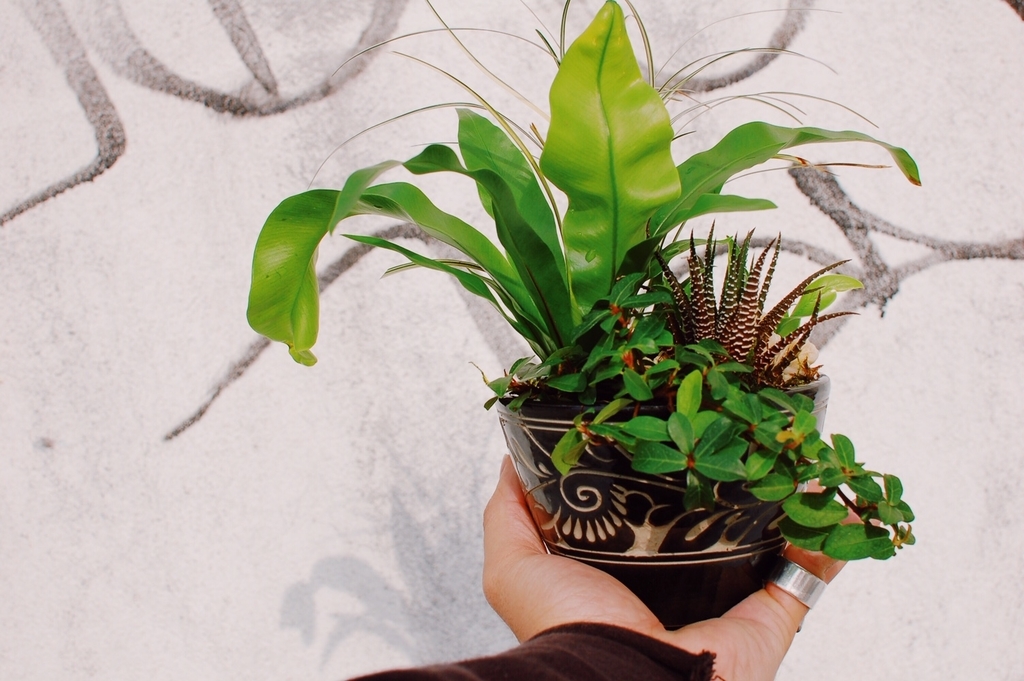 f:id:hynm_plant_soil:20190208180839j:plain