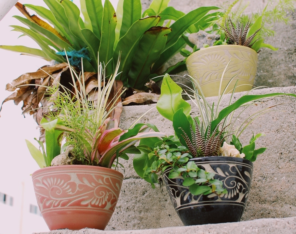 f:id:hynm_plant_soil:20190208180843j:plain