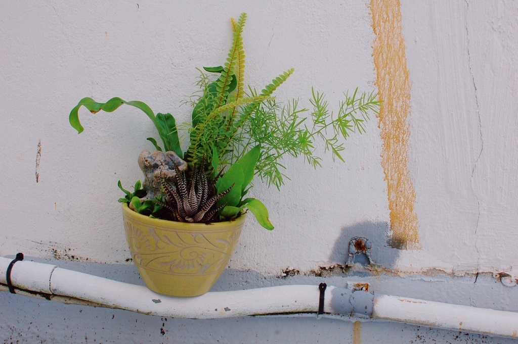 f:id:hynm_plant_soil:20190208180846j:plain