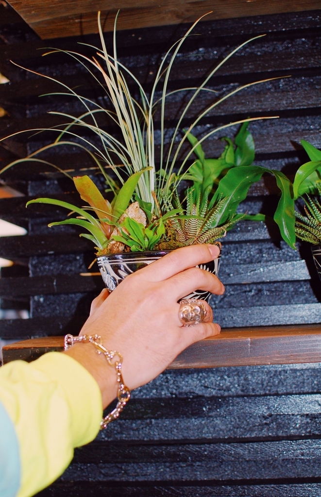 f:id:hynm_plant_soil:20190217185233j:plain