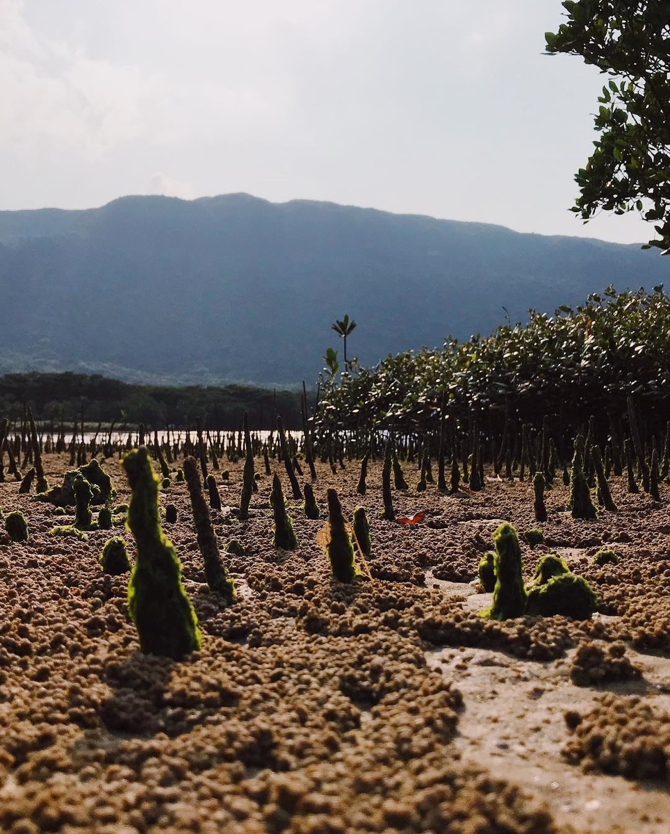 f:id:hynm_plant_soil:20190426163713j:plain