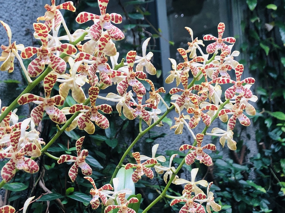 f:id:hynm_plant_soil:20190426163752j:plain