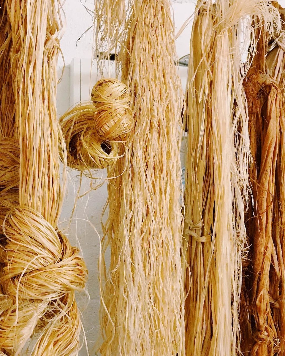 f:id:hynm_plant_soil:20190426164741j:plain