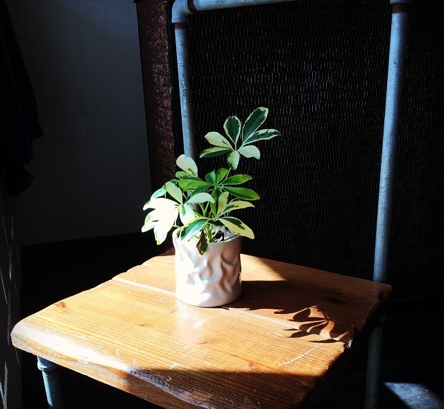 f:id:hynm_plant_soil:20190716174740j:plain f:id:hynm_plant_soil:20190716174740j:plain