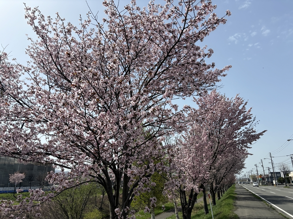 車で移動中、新川通の桜が見ごろ – 新川さくら並木 見どころ – QLZPQ