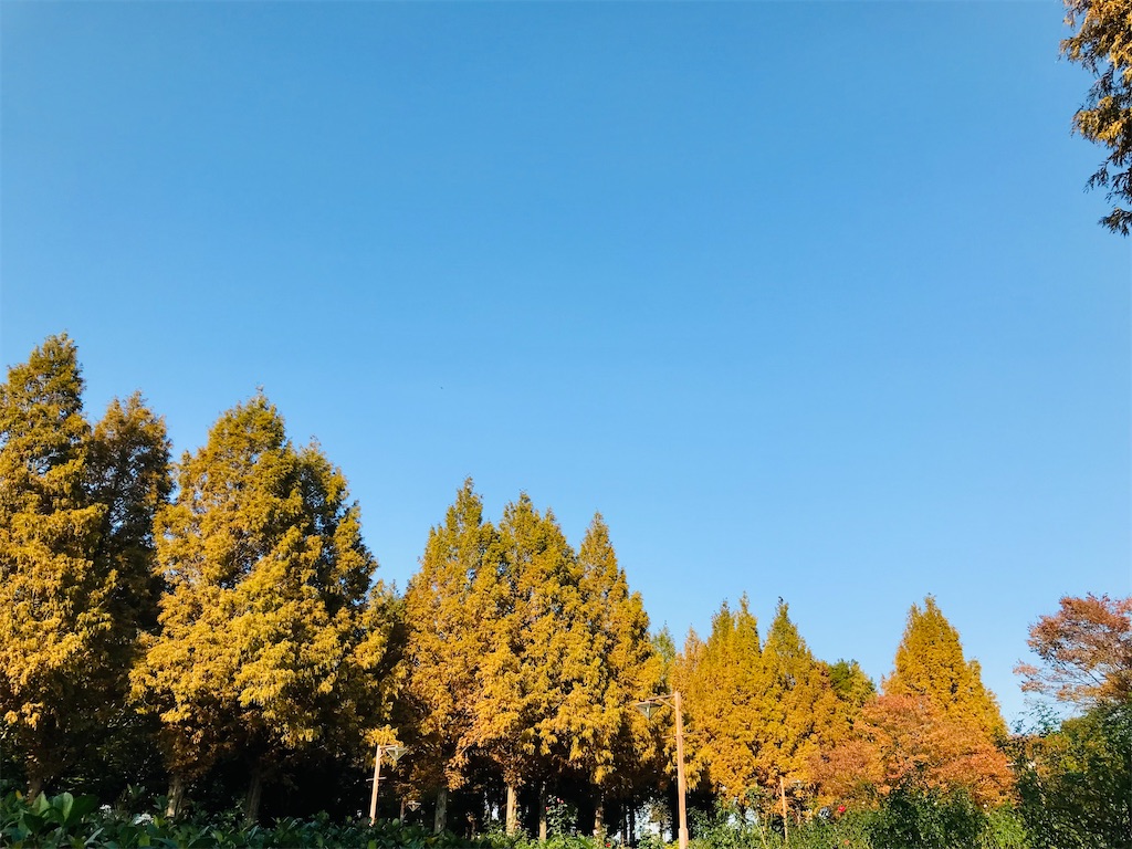 f:id:hypotaenidia:20211123100350j:image f:id:hypotaenidia:20211123100350j:image