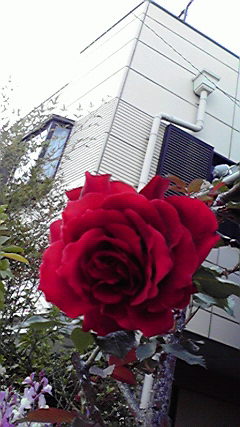 f:id:hyt0132:20140429163943j:image