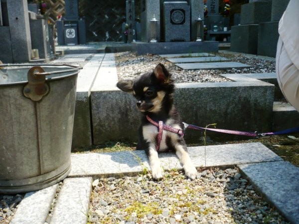 f:id:i-noboru:20090502212851j:image:w350 f:id:i-noboru:20090502212851j:image:w350