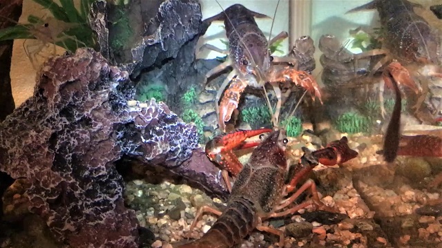 f:id:i-papax:20210325220829j:plain