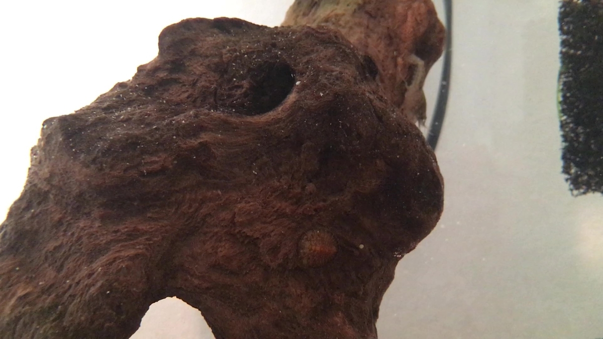 f:id:i-papax:20210403190351j:plain