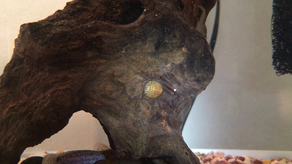 f:id:i-papax:20210403190610j:plain