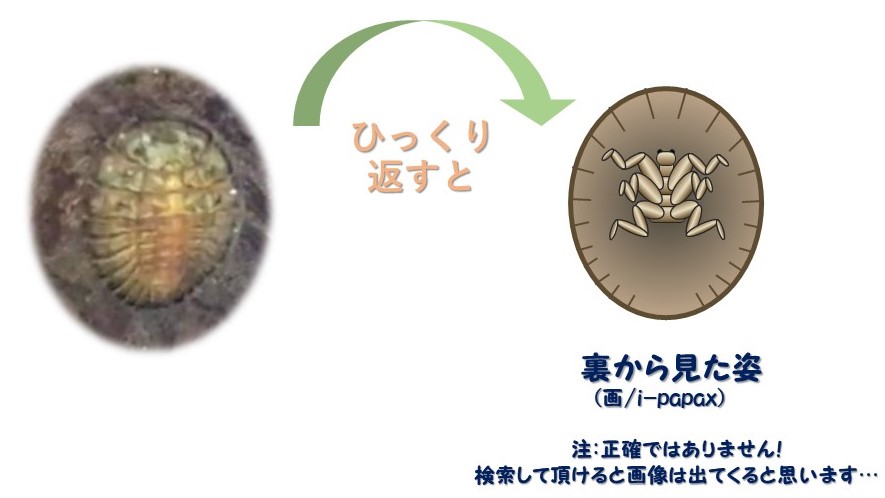 f:id:i-papax:20210403214604j:plain