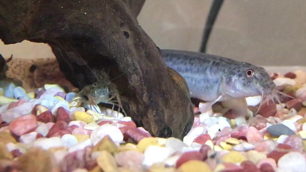 f:id:i-papax:20210403224931j:plain