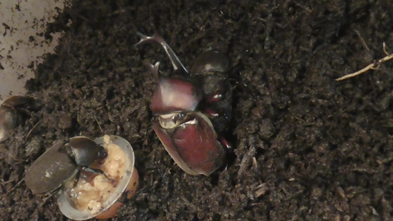 f:id:i-papax:20210708211054p:plain