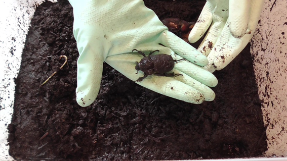 羽化したカブトムシ 直ぐに交尾？！ - i-papax's blog (いきもの)