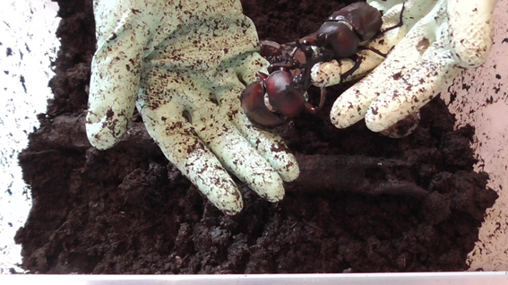 f:id:i-papax:20210708213834p:plain