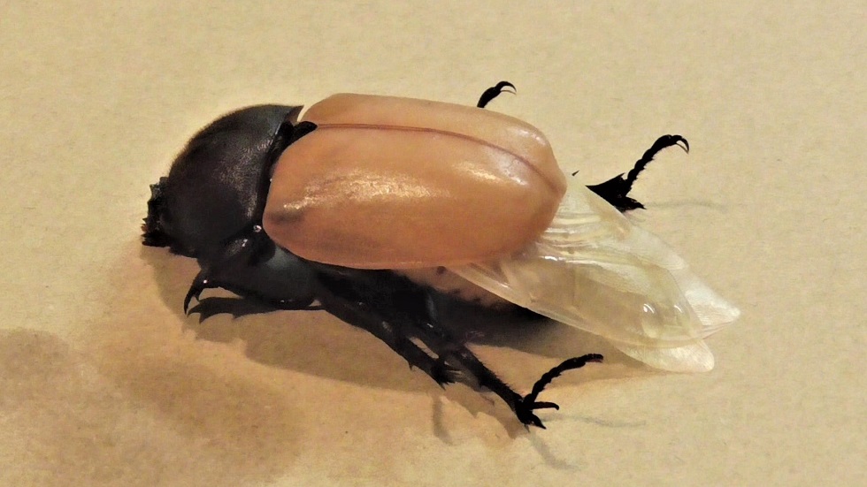 カブトムシ（雌）蛹室から成虫へ - i-papax's blog (いきもの)