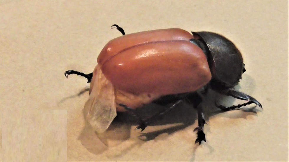 カブトムシ（雌）蛹室から成虫へ - i-papax's blog (いきもの)