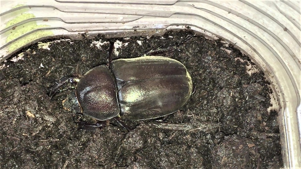 カブトムシ（雌）蛹室から成虫へ - i-papax's blog (いきもの)