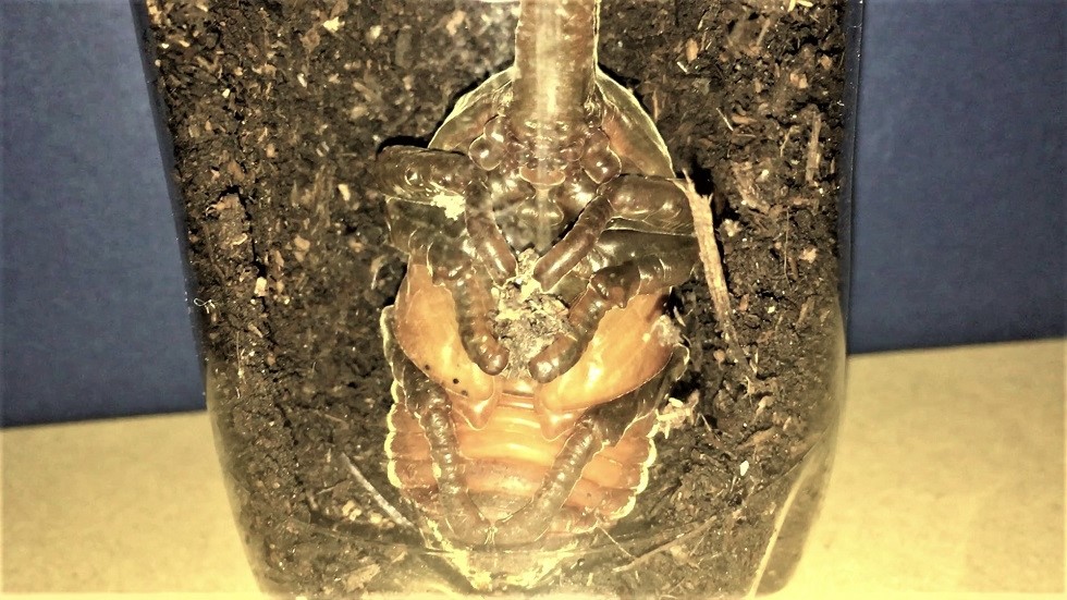 f:id:i-papax:20210731213106j:plain