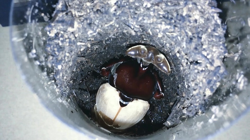 f:id:i-papax:20210731213925j:plain