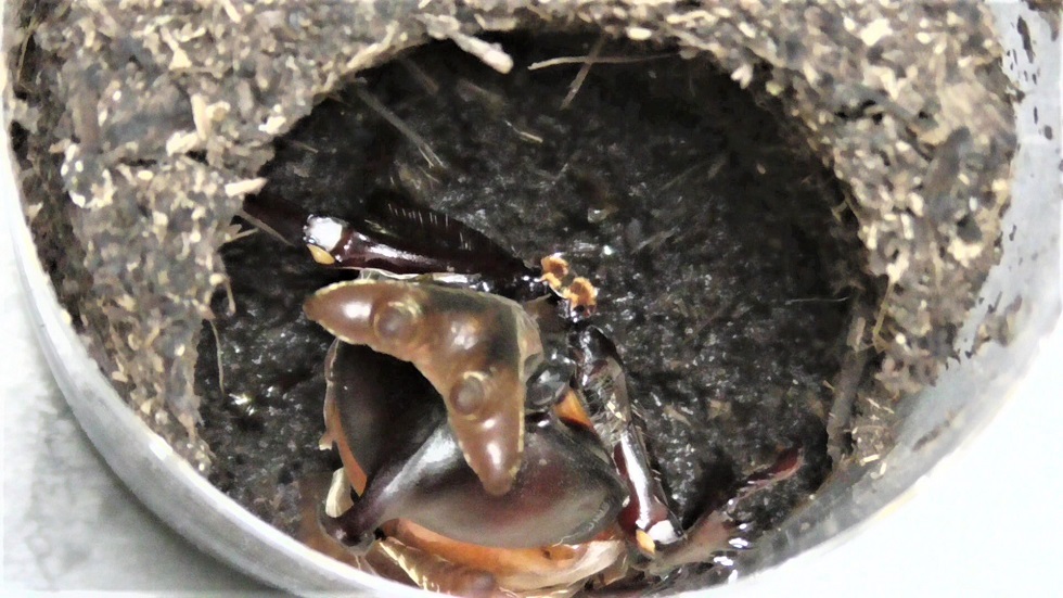 f:id:i-papax:20210731215051j:plain