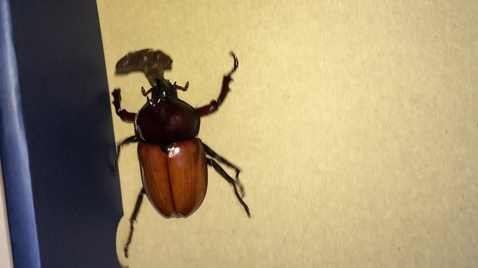 f:id:i-papax:20210731230834j:plain