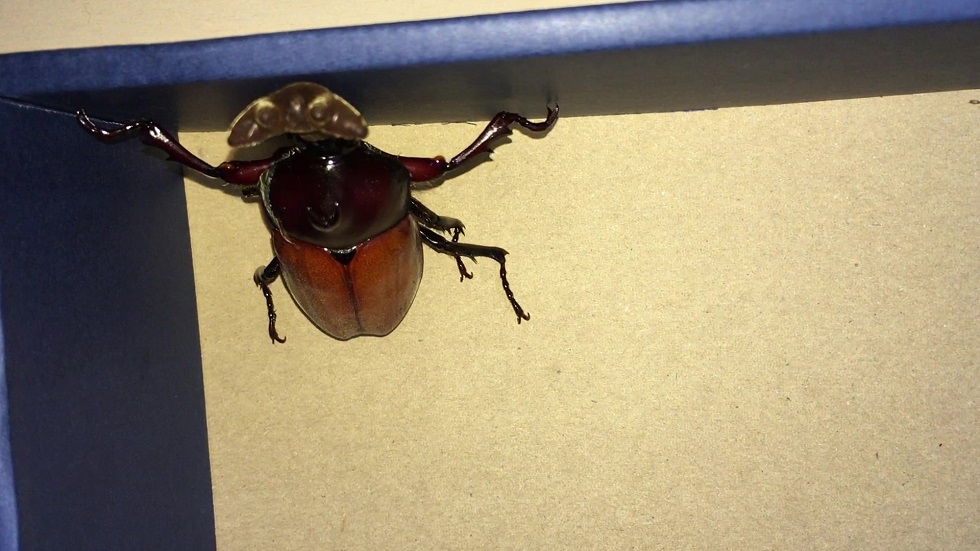 f:id:i-papax:20210731231031j:plain