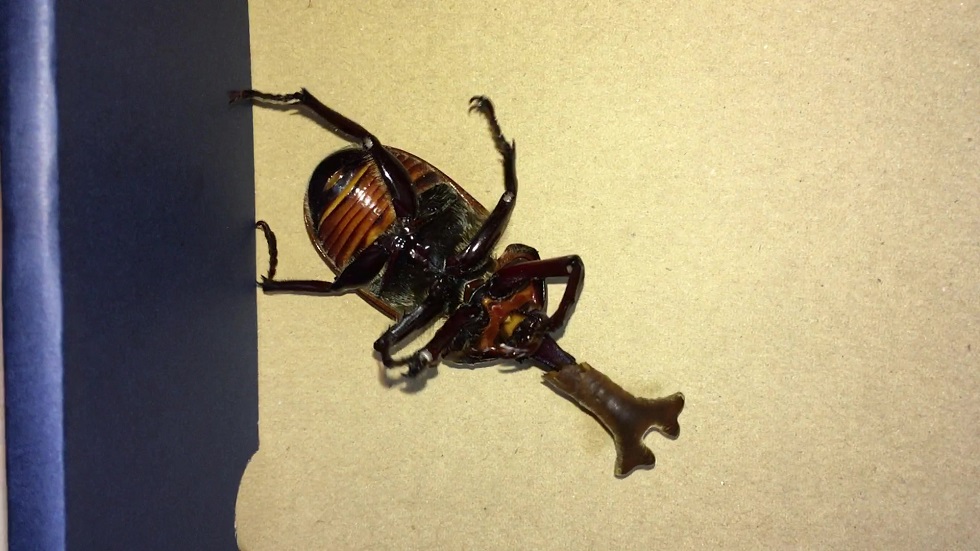 カブトムシ（雄）蛹から成虫へ、そして交尾 - i-papax's blog