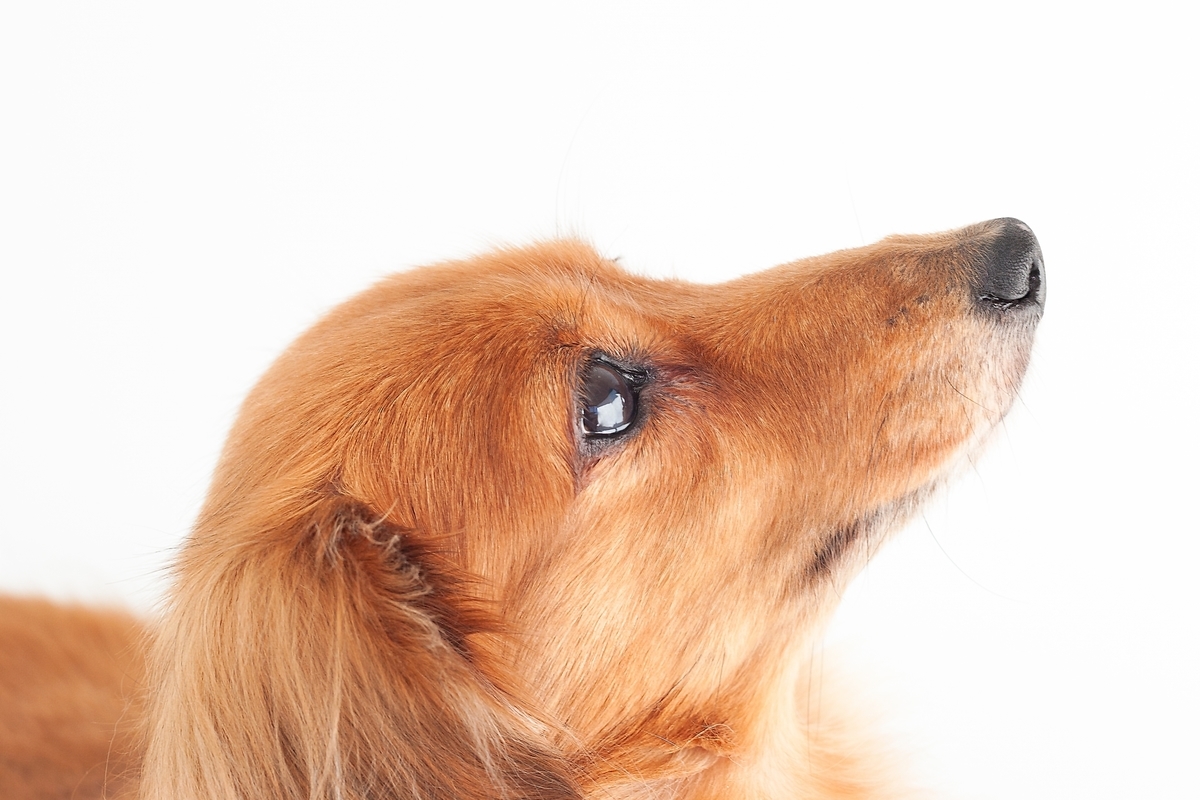 f:id:i-s2-dogs:20220221205116j:plain