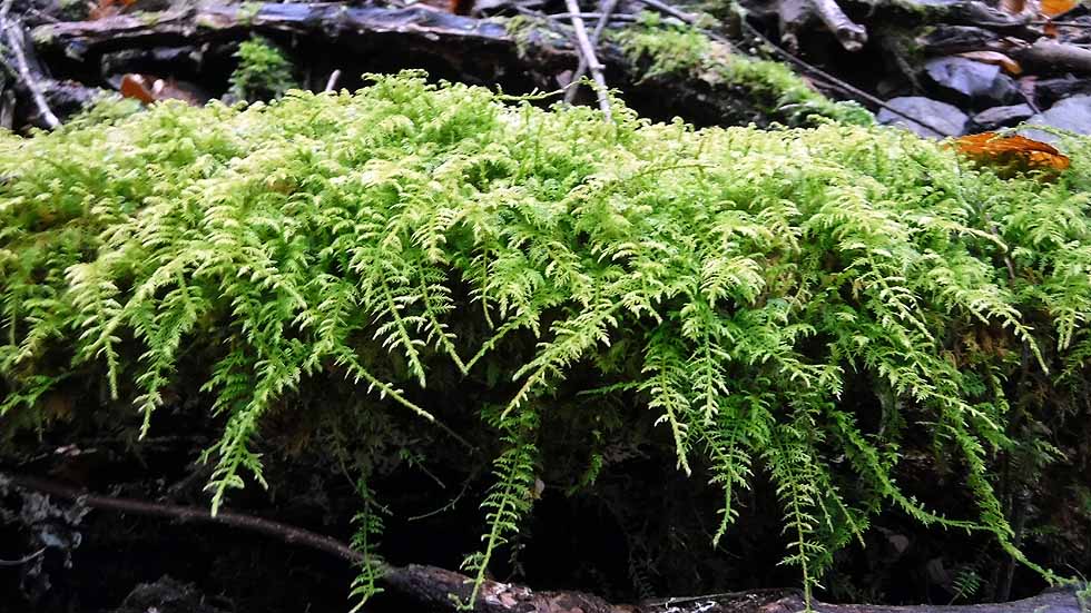 f:id:i-shizukichi:20170112182940j:plain f:id:i-shizukichi:20170112182940j:plain