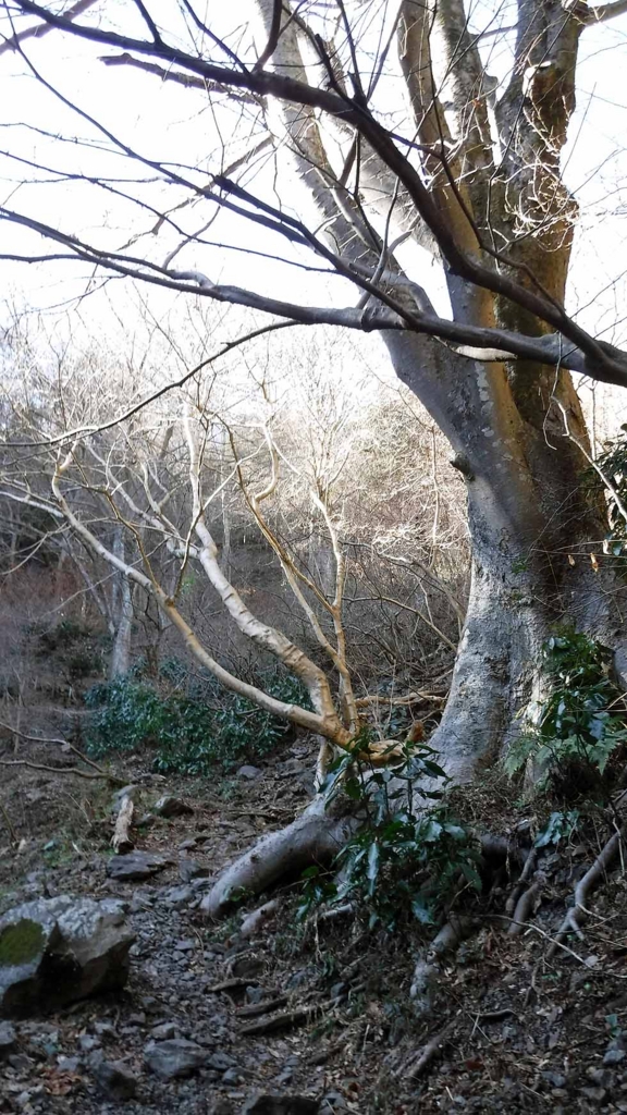 f:id:i-shizukichi:20170112183009j:plain f:id:i-shizukichi:20170112183009j:plain