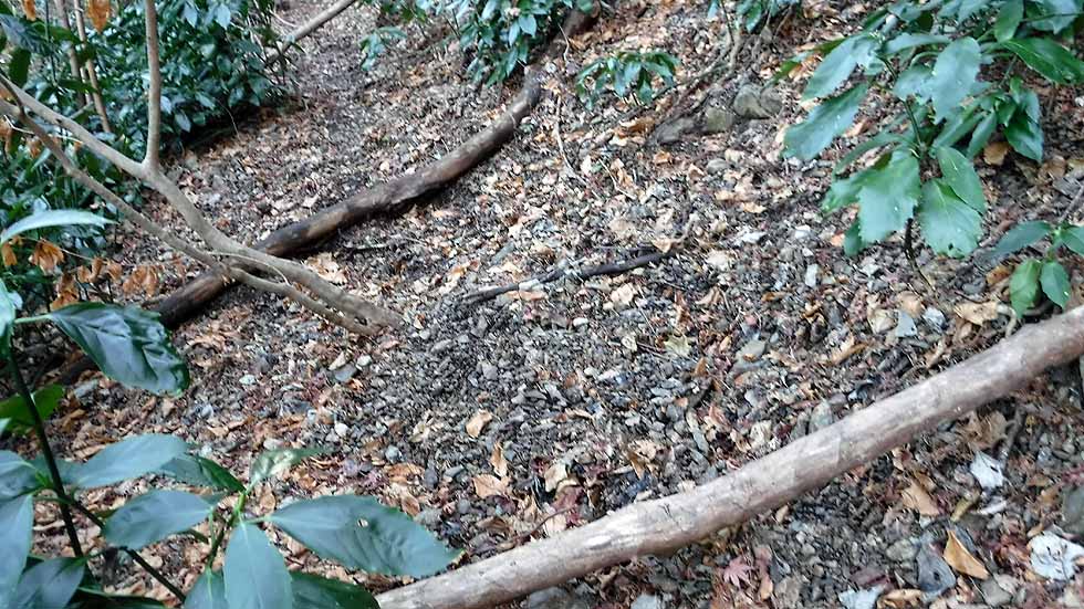 f:id:i-shizukichi:20170112183037j:plain f:id:i-shizukichi:20170112183037j:plain