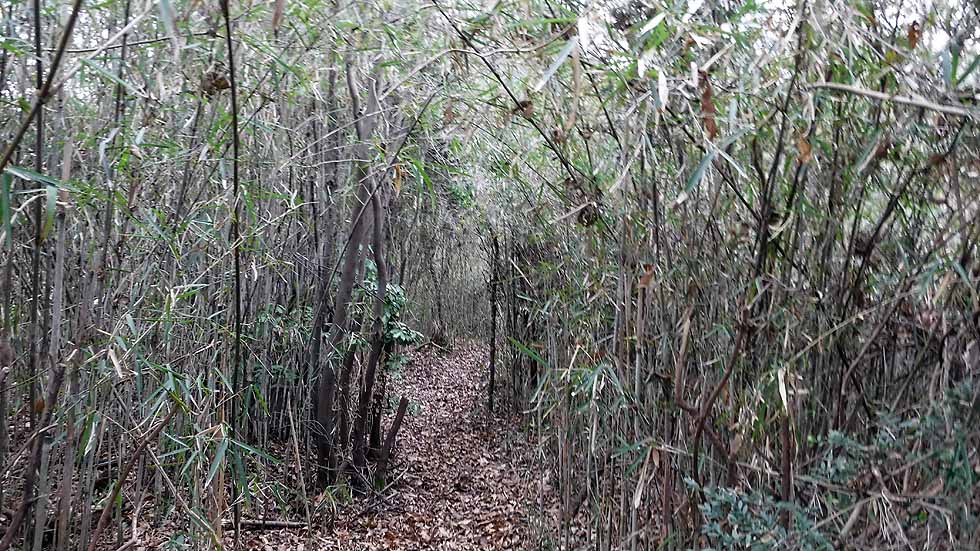 f:id:i-shizukichi:20170115201718j:plain