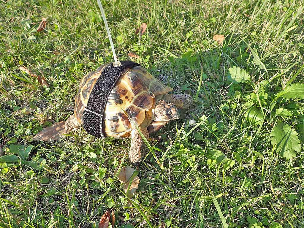 f:id:i-shizukichi:20171027100523j:plain f:id:i-shizukichi:20171027100523j:plain