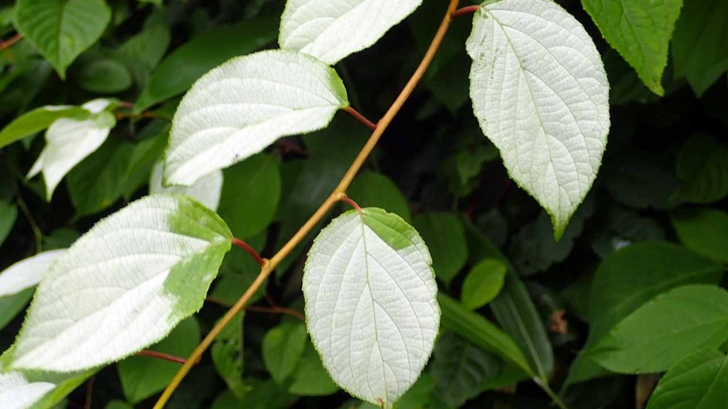 f:id:i-shizukichi:20180627214929j:plain f:id:i-shizukichi:20180627214929j:plain