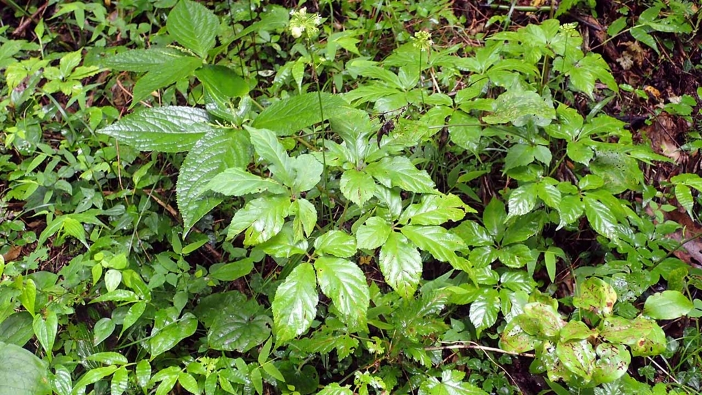 f:id:i-shizukichi:20180627215501j:plain f:id:i-shizukichi:20180627215501j:plain