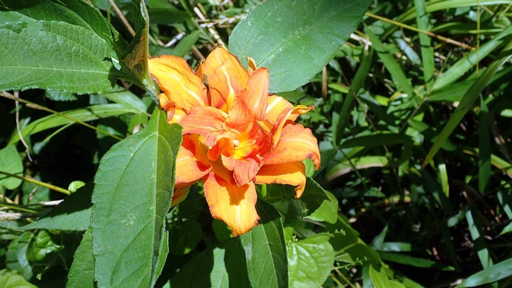 f:id:i-shizukichi:20180701054212j:plain