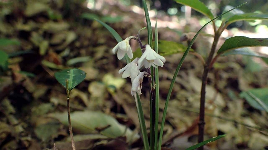 f:id:i-shizukichi:20180701060934j:plain