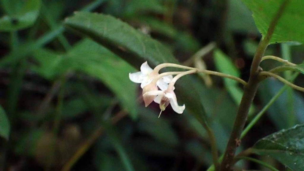 f:id:i-shizukichi:20180701060939j:plain